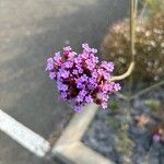 Verbena brasiliensis പുഷ്പം