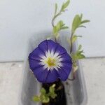 Convolvulus tricolorFlower