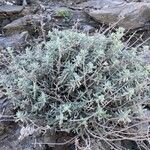 Teucrium dunense Hábito
