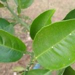 Citrus hystrix Leaf