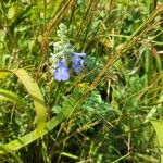 Salvia azurea Цветок