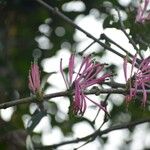 Tapinanthus bangwensis Blüte