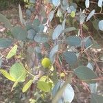 Eucalyptus polyanthemos Levél