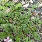 Erodium cicutarium Leaf