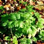 Leonurus cardiaca Leaf