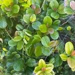 Tetracera billardierei Leaf
