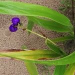 Dianella ensifolia Hábito