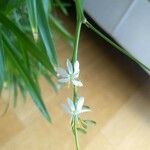 Chlorophytum capense Floare