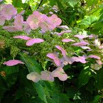 Hydrangea quercifolia Flower