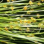 Rhynchospora holoschoenoides Leaf