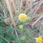 Chamaemelum nobile Flower