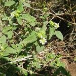 Lantana viburnoides Habit