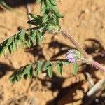 Astragalus sesameus Flower