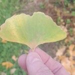 Ginkgo bilobaЛисток