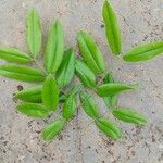 Myrciaria glazioviana Blad