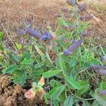 Crotalaria retusaКветка