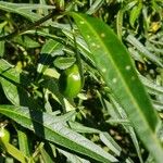 Solanum laciniatumFruto