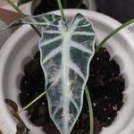 Alocasia longiloba Leaf