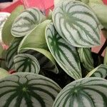 Peperomia argyreia Leaf