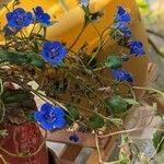 Phacelia campanularia Květ