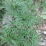 Lycopodium complanatum Folha