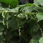 Urtica morifolia Plante entière