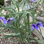 Tradescantia occidentalis Blüte