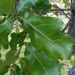 Quercus marilandica 叶