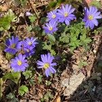 Anemone blanda Vekstform