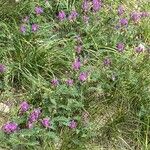 Astragalus onobrychis Costuma