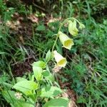 Digitalis grandifloraFlower