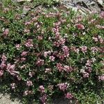 Plocama calabrica Other