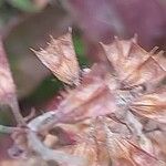 Salvia lyrata Fruchs