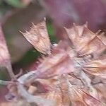 Salvia lyrata Fruit
