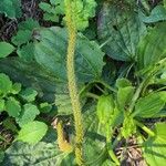 Plantago majorList