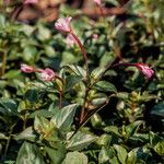 Epilobium alsinifolium Blüte