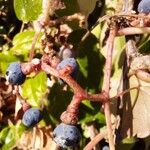 Parthenocissus tricuspidata Frukto