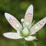 Saxifraga rotundifolia Blüte