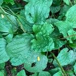 Plantago majorपत्ता