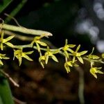 Gunnarella neocaledonica Цветок