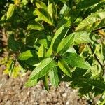 Malus coronaria Leaf