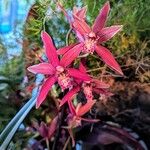 Cymbidium devonianum Blüte