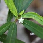 Erythroxylum novocaledonicum Flower