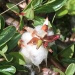 Salix retusa Fruit