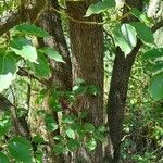 Cinnamomum glanduliferum Corteza