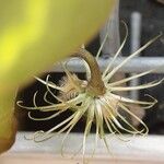 Clematis cirrhosa Фрукт