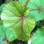 Begonia handelii Folha