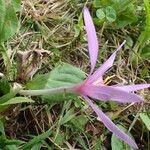 Colchicum alpinum عادت