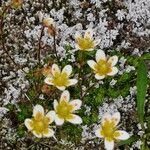 Saxifraga bryoides 花