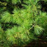 Pinus koraiensis 葉